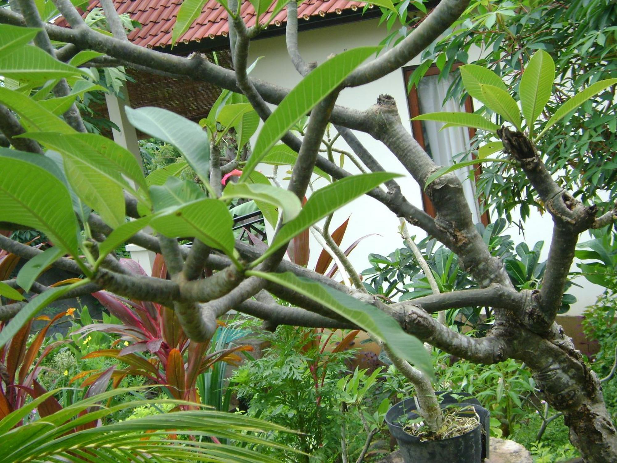 Sinar Bali 2 Hotel Amed  Bagian luar foto